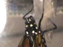 Borboleta Monarca - Larva/Lagarta Borboleta Monarca - Larva/Lagarta