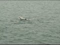 Dolphins in Bahrain Dolphins in Bahrain
