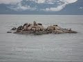 2008 (07) Alaska (Steller Sea Lion) TATC