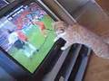 Puba-Playing-Futbol