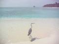 videos de Maldivian bird