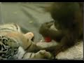 Twin Baby Tigers and Orangutan Babies Twin Baby Tigers and Orangutan Babies