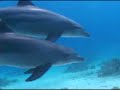 Red Sea Highlights Part 3 Red Sea Highlights Part 3