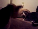 Diva? vs Stuffed Dog