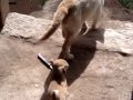 chihuahueña v/s un gato