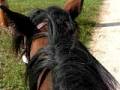 videos de Horseback trail riding, New Hampshire