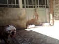 View Video