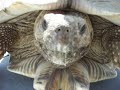Cute Dog Rides Turtle 3