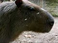 capibara capibara