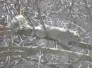 my neighbor sleeping squirrel