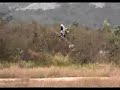RCHelicopterShop.com - ESky Honey Bee King 2 - Stunt Flight