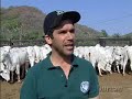 Nelore Brasil: Fazenda Santo Antônio visa aumento de produti Nelore Brasil: Fazenda Santo Antônio visa aumento de produti