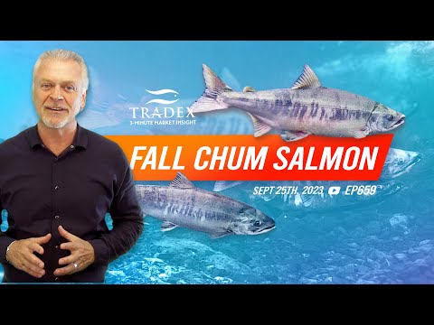 3MMI - Chum Salmon Update: Puget Sound, Hokkaido, Russia, Japan