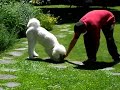 Hija de Sky y Harry Royal Line, vive con un caniche miniatura