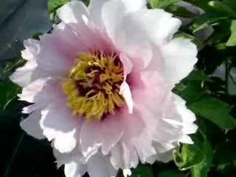 how to fertilize tree peony