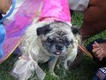 Pugs Dressed for Halloween - It\