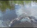 Airboats in the Everglades