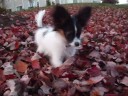 Ella in the leaves Ella in the leaves