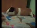 yoigo dormio