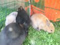 lapins - video