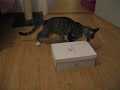 cat in shoebox