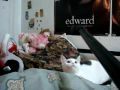 Cat vs Vacuum