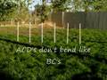 videos de All Dogs Weaving