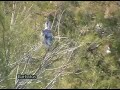 Martinete ( Nycticorax nycticorax )