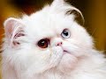 Белые коты с разными глазами.wmv