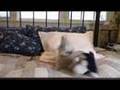 Funny-Cute-Dog-Sleep