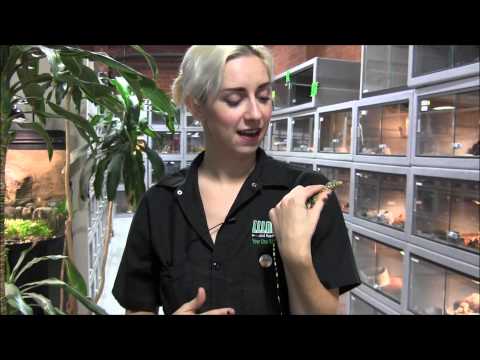 how to care for a nile monitor