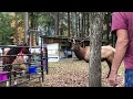 View 16 Bull Elk Moose Size Compared To Horse