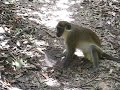 aapje in Abuko