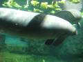 videos de Manatees