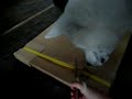 Kishu - Unpacking