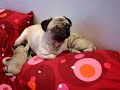 Cahorras carlina mamando en la cama