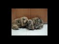 Bunnies Grooming - LakeyDewy Bunnies Grooming - LakeyDewy