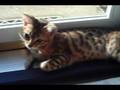 Bengal cat Mariah and Russian Blue Elvis in Love?