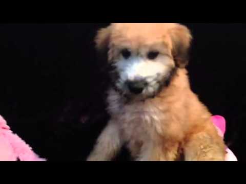 TEDDY BEAR WHEATEN TERRIER FEMALE