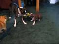 Bostons fighting over frog