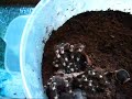 Geniculata Molting