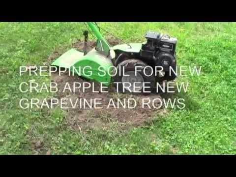 how to fertilize muscadines