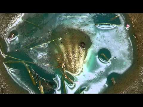 how to dye seashells