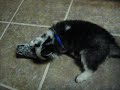 DIVO KILLS MR. RACCOON