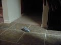 DIVO KILLS MR. RACCOON