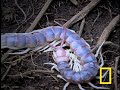 this centipede sheds and eats its own 
