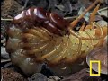this centipede sheds and eats its own 
