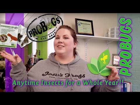 YouTube reptile video
