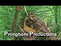 V01620 Black-headed Grosbeak at Nest.mov