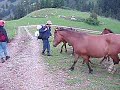 guy-maurice dresseur de chevals